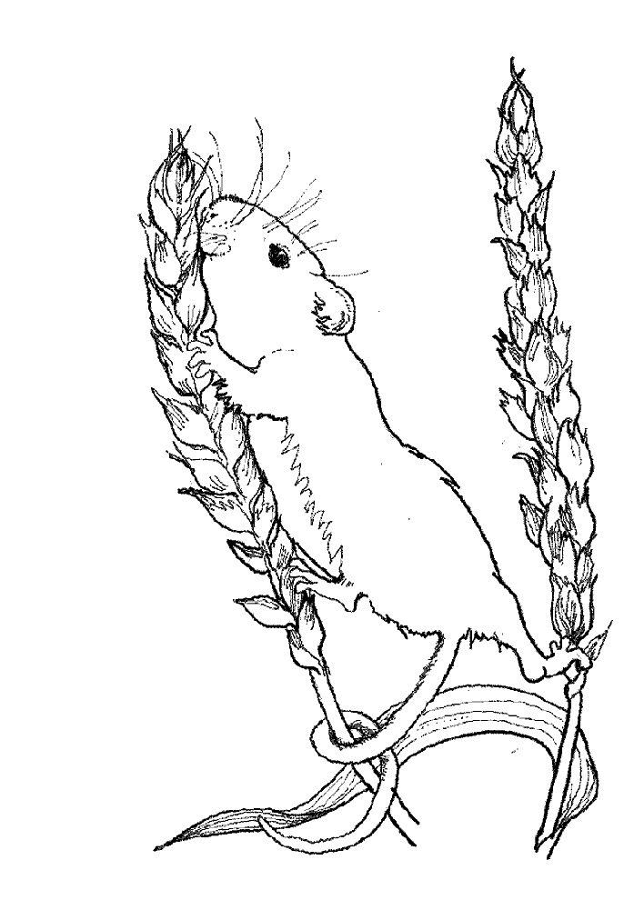 Mouse coloring pages