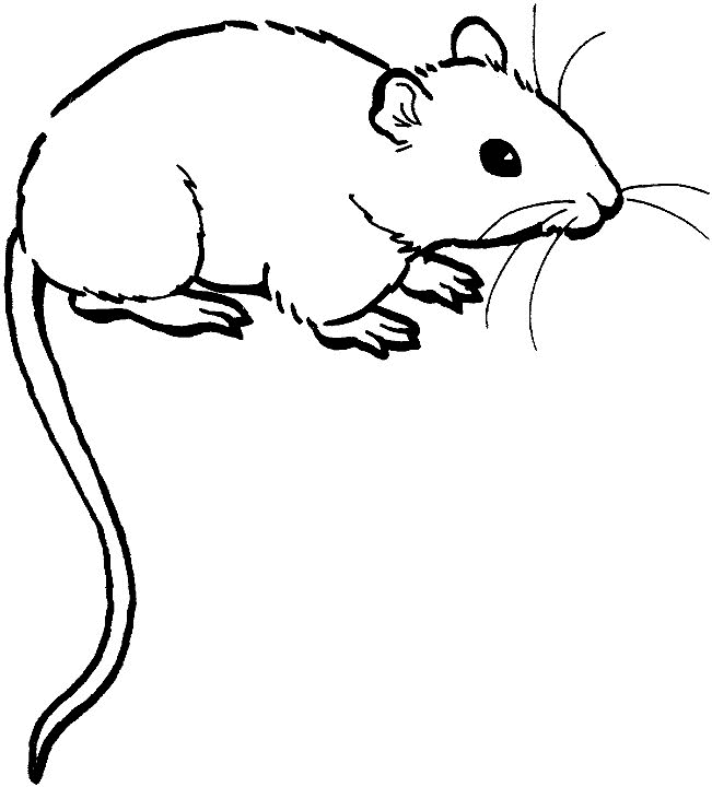 Mouse coloring pages