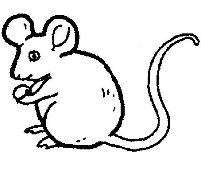 Mouse