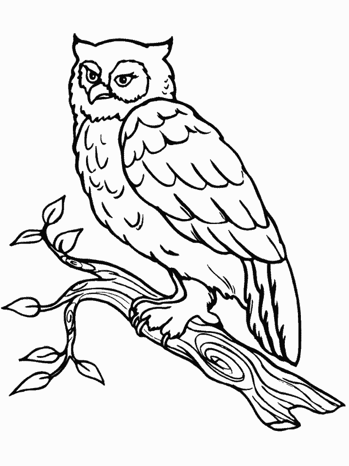 Owl coloring pages