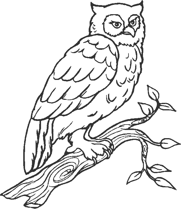 Owl coloring pages