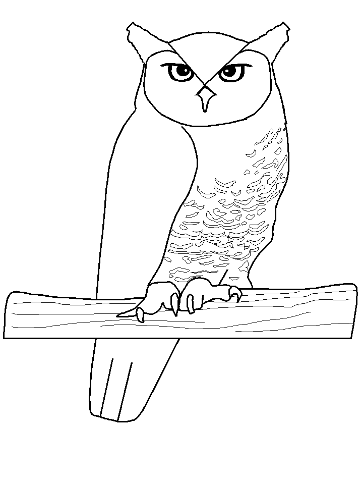 Owl coloring pages