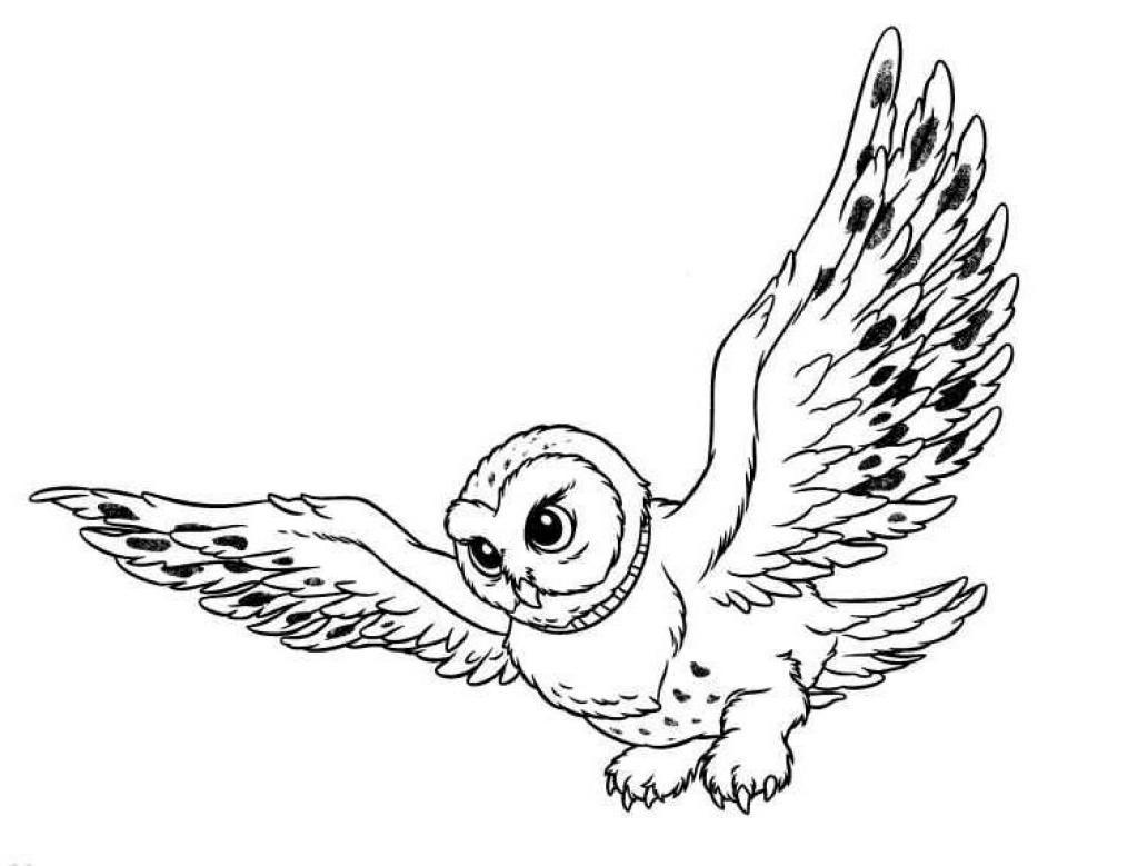 Owl