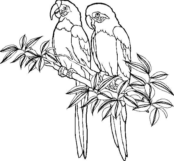 Parrot coloring pages