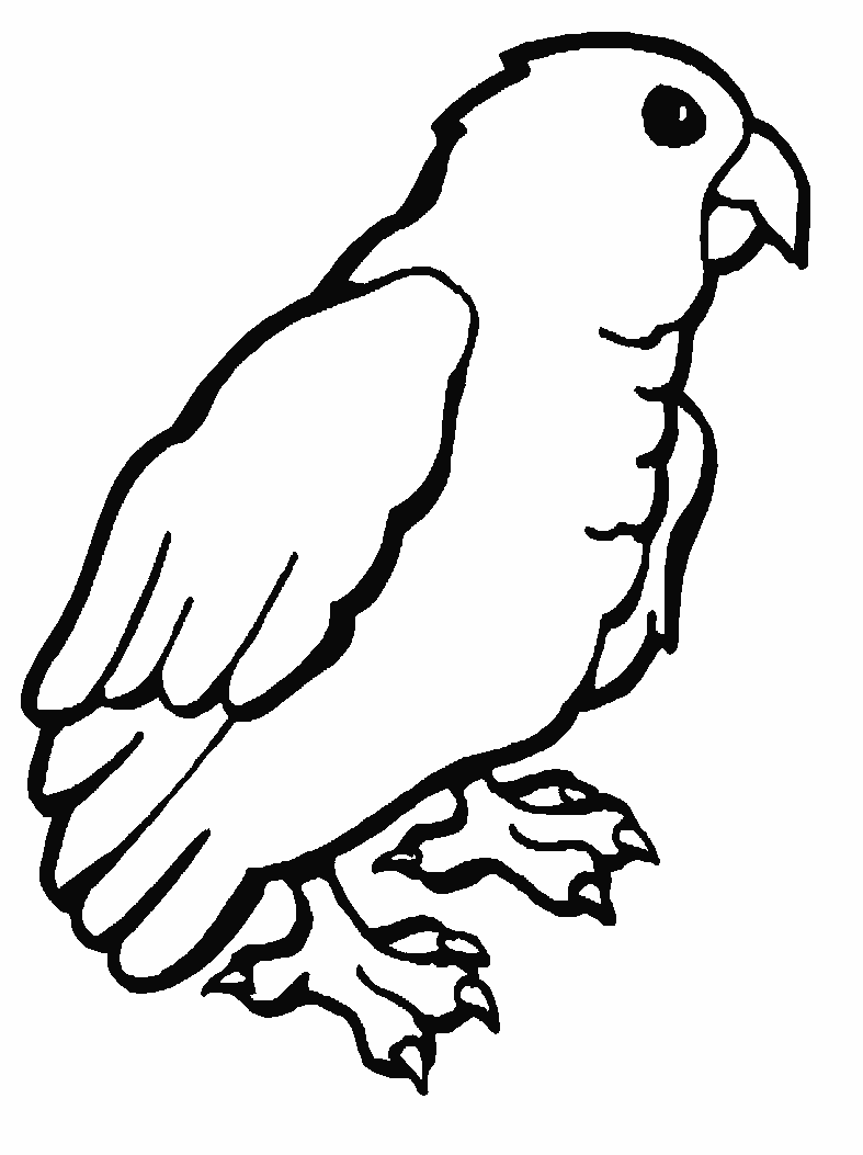 Parrot coloring pages