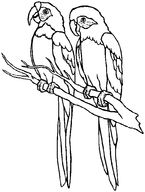 Parrot coloring pages