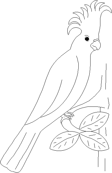 Parrot