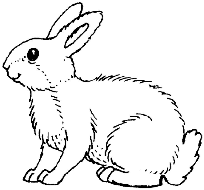 Rabbit