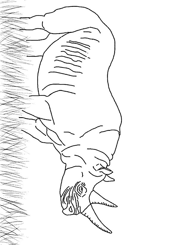 Rhino coloring pages