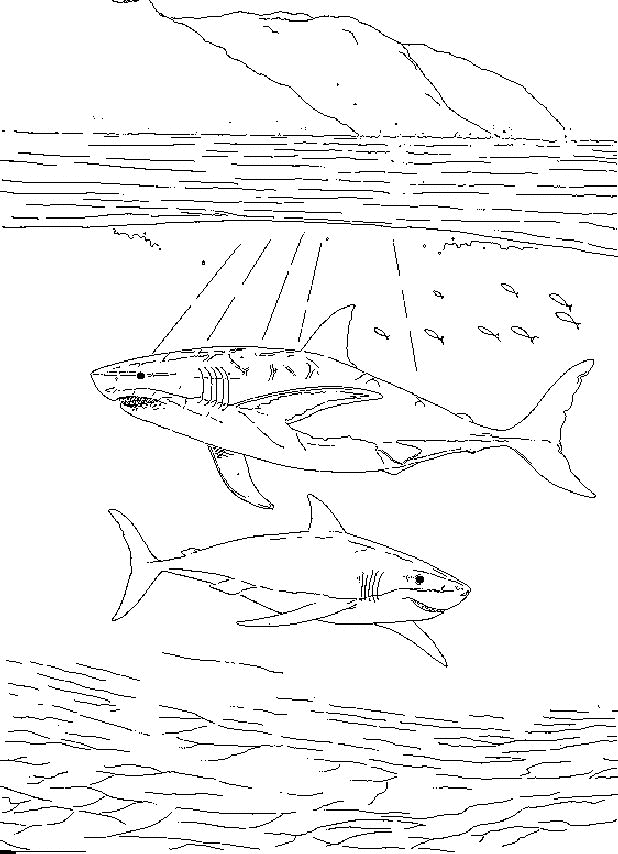 Sea animals coloring pages