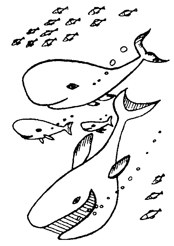 Sea animals coloring pages