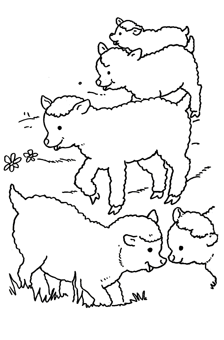 Sheep coloring pages