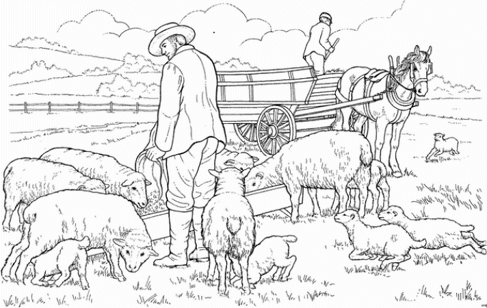 Sheep coloring pages