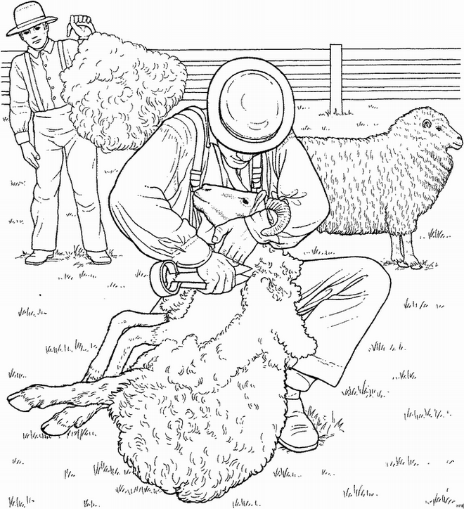 Sheep coloring pages