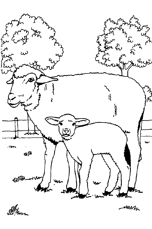 Sheep coloring pages