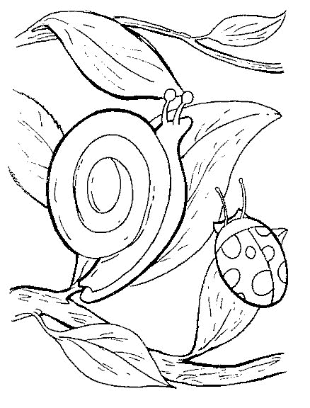 Snail