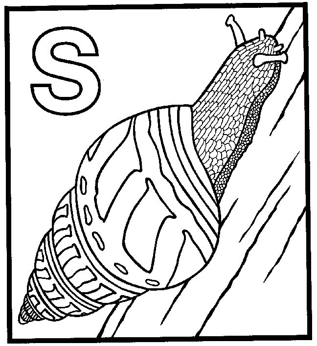 Snail coloring pages