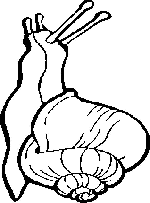 Snail coloring pages