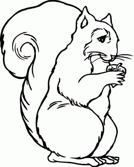 Squirrel coloring pages