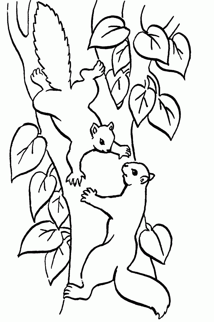 Squirrel coloring pages