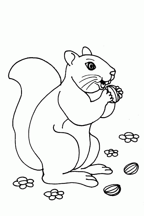 Squirrel coloring pages