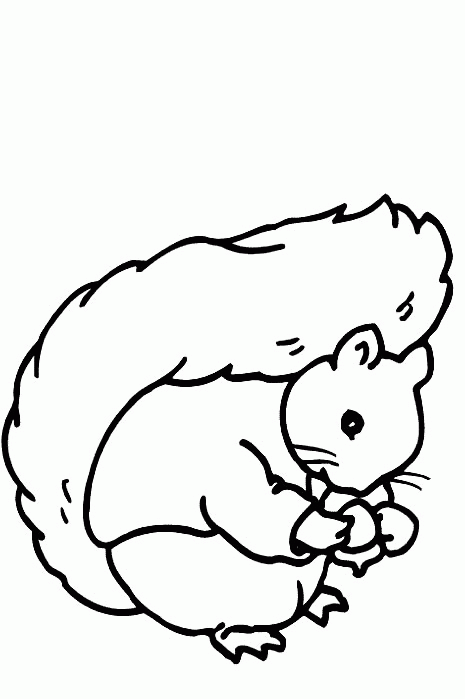 Squirrel coloring pages