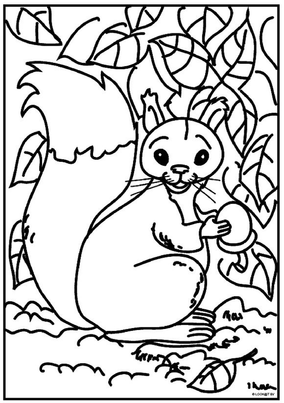 Squirrel coloring pages