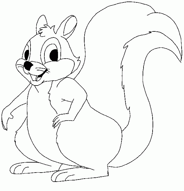 Squirrel