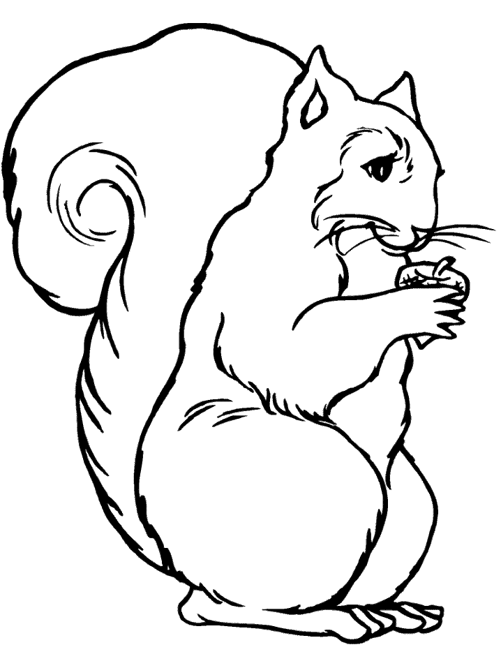 Squirrel coloring pages