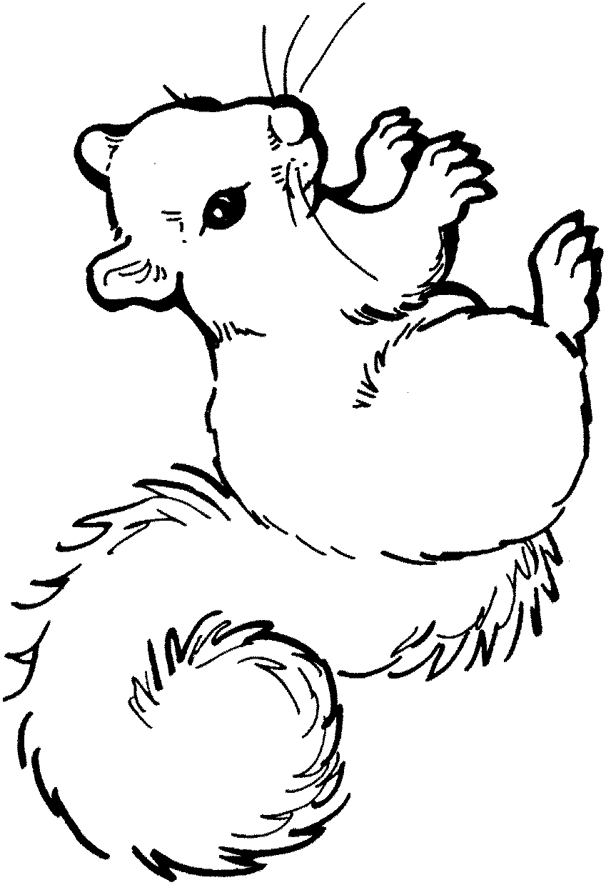 Squirrel coloring pages