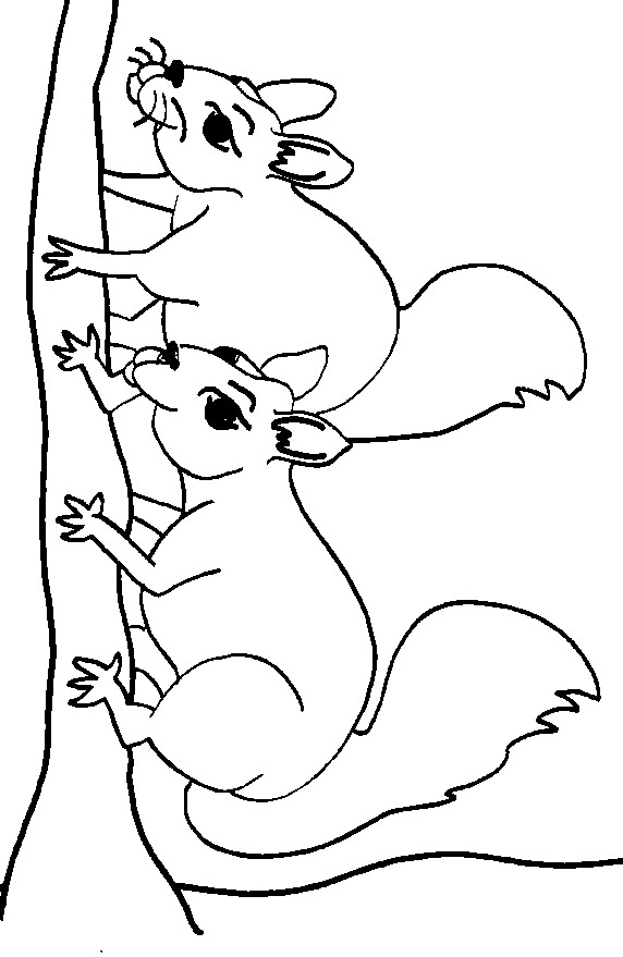 Squirrel coloring pages