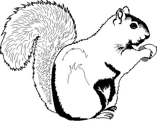 Squirrel