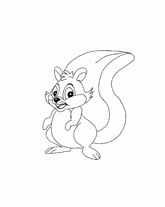 Squirrel