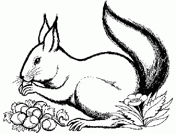 Squirrel coloring pages