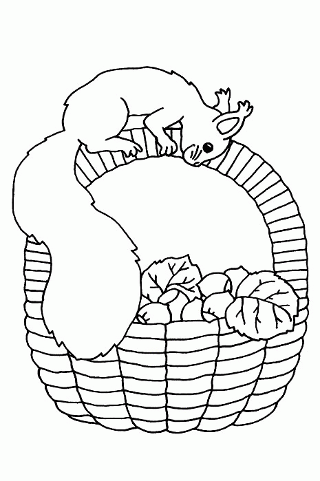 Squirrel coloring pages