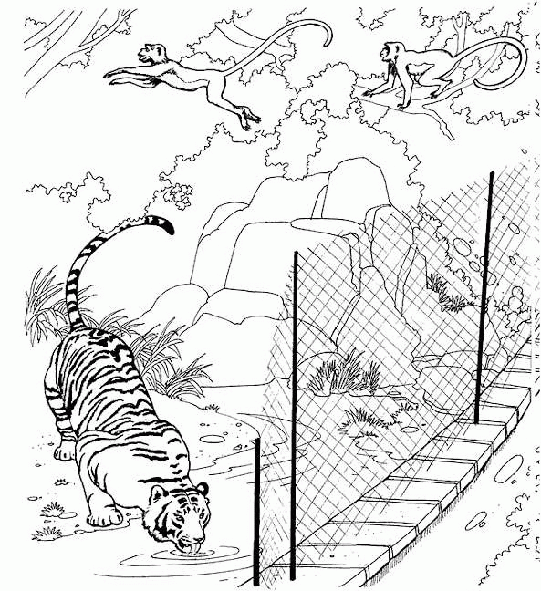 Tiger coloring pages