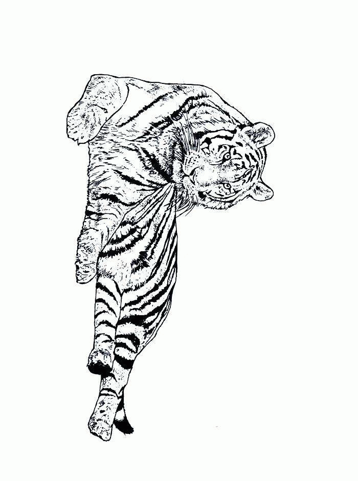 Tiger coloring pages