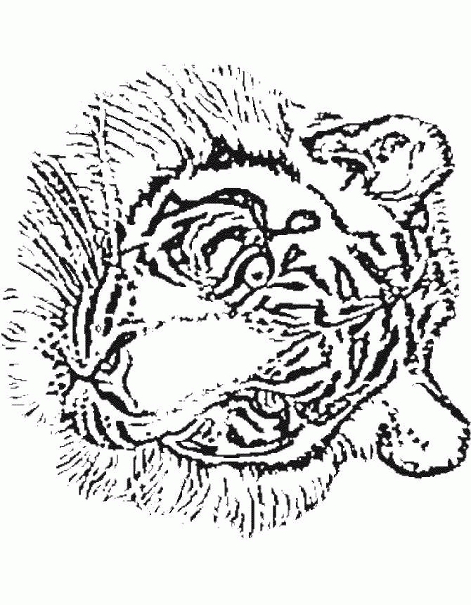 Tiger coloring pages