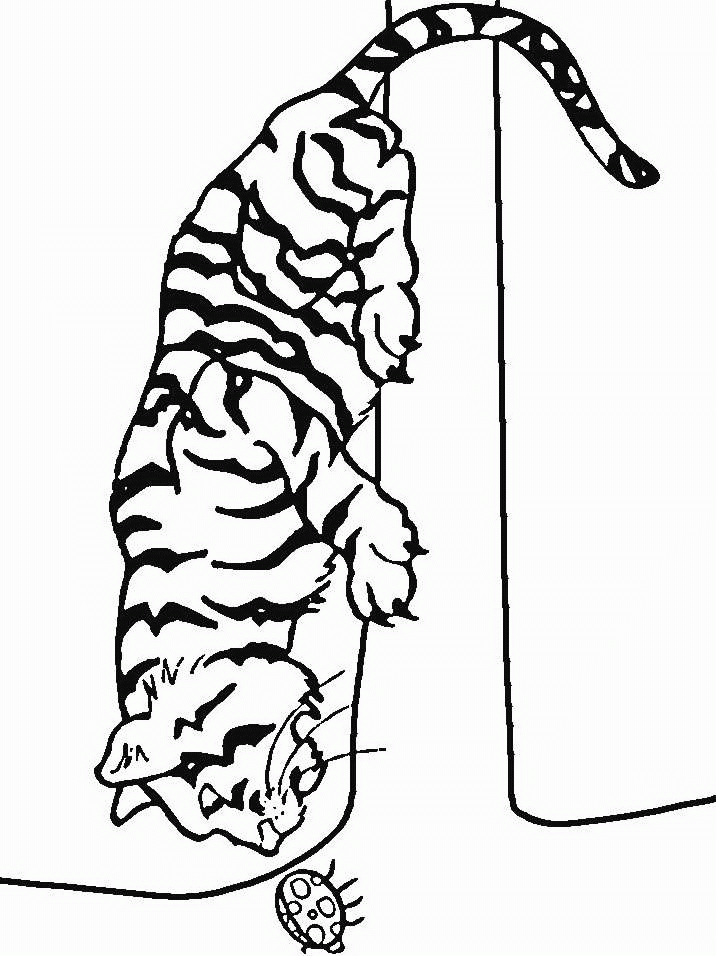 Tiger coloring pages