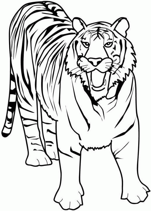 Tiger coloring pages