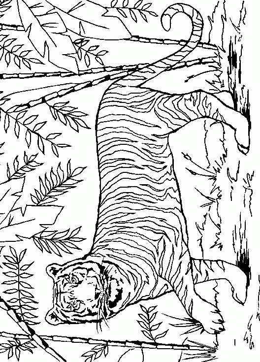 Tiger coloring pages