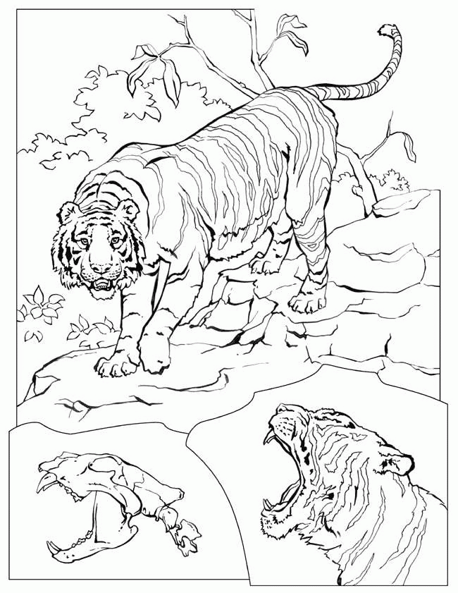 Tiger coloring pages