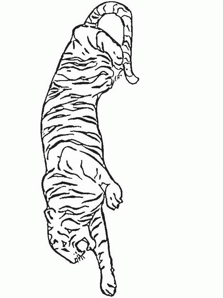 Tiger coloring pages