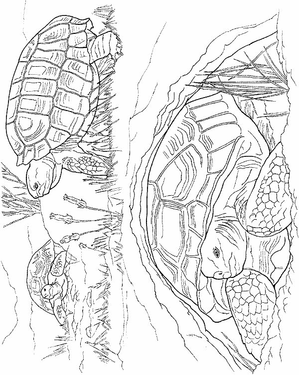 Tortoise coloring pages