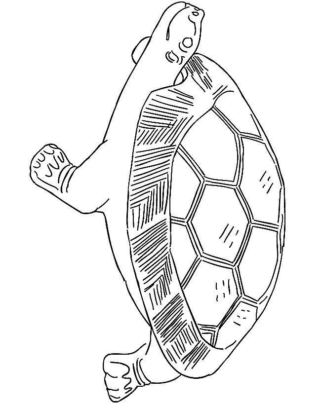 Tortoise