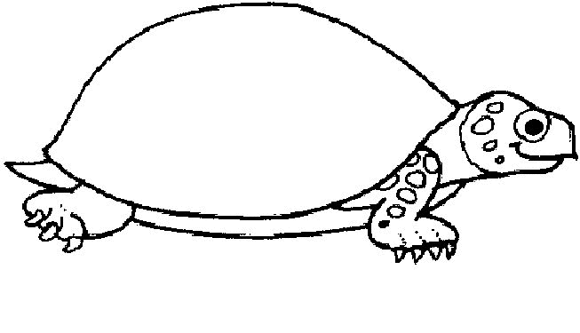 Tortoise