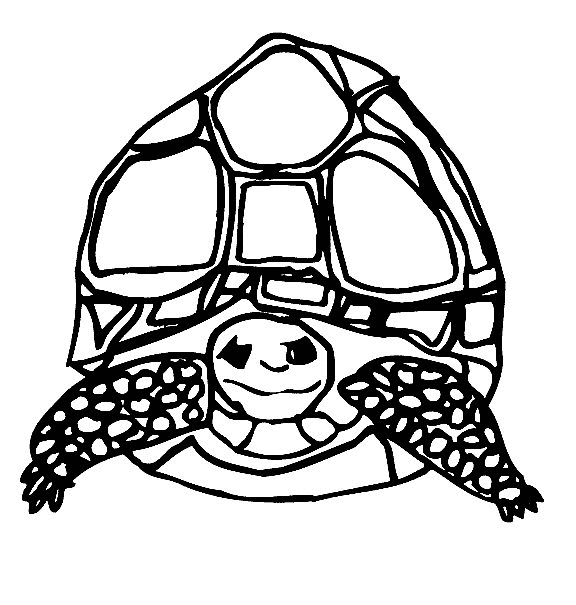 Tortoise coloring pages