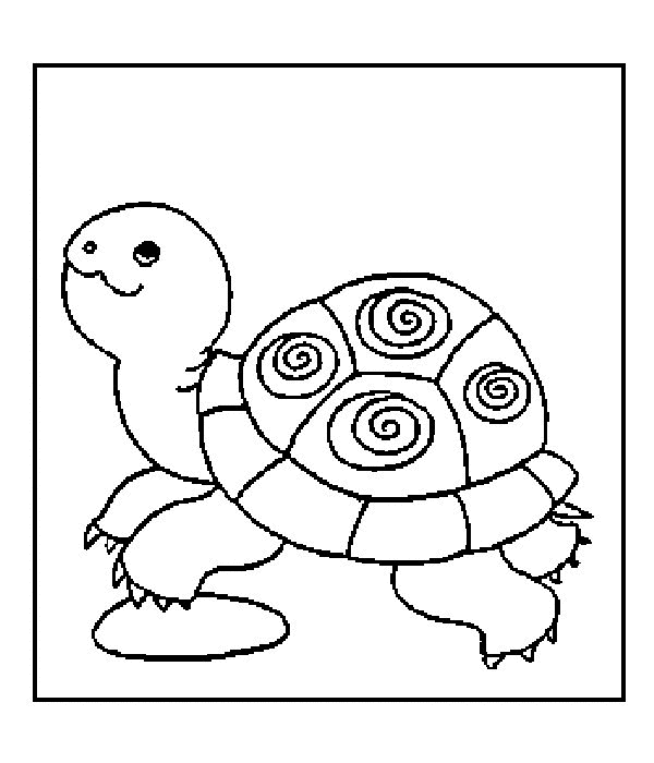 Tortoise