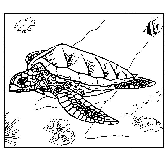 Tortoise coloring pages