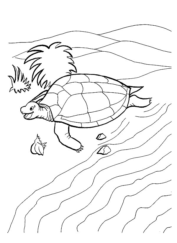 Tortoise coloring pages